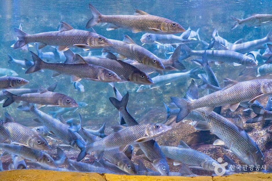 구례 가볼만한곳 베스트 10