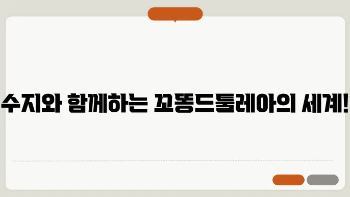 꼬똥드툴레아분양 함께할 친구 수지꼬똥드툴레아분양