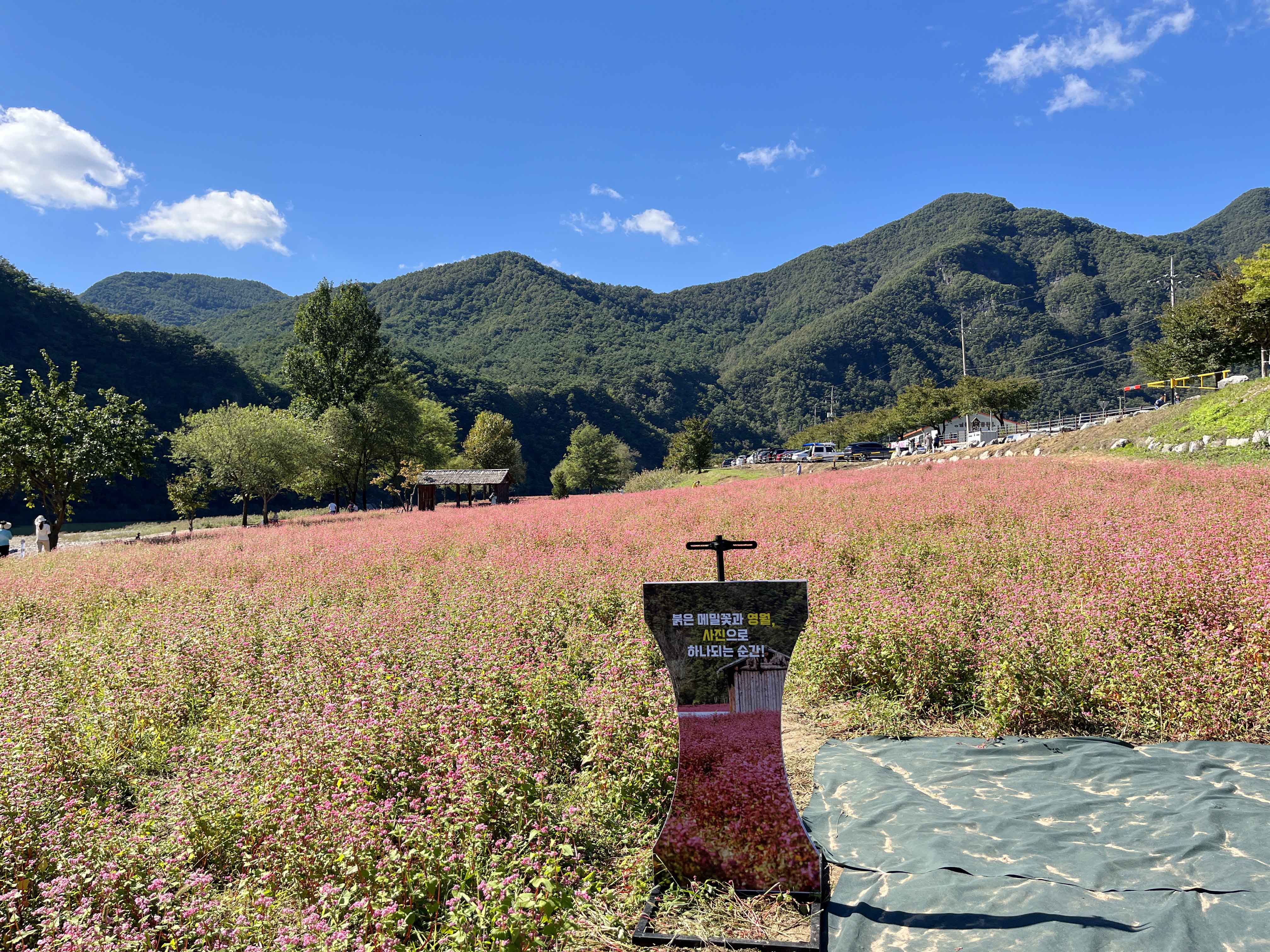 영월 동강 붉은 메밀꽃 축제 홍메밀축제