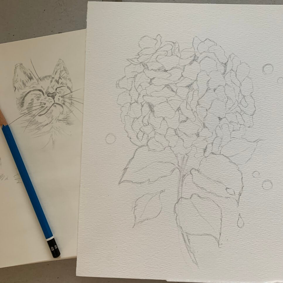 고양이수국-스케치