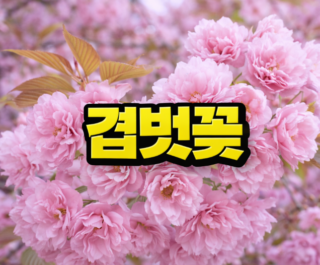 겹벚꽃 명소