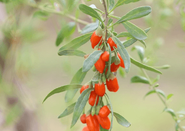 구기자-효능-피로 회복