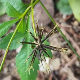 도깨비바늘 귀침초 자연이 준 해독의 명약 건강 효과_19