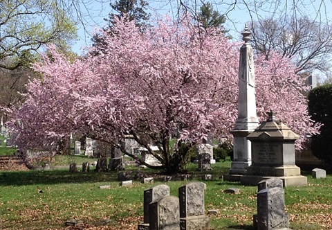 그린우드 묘지 벚꽃 (사진 : 구글)