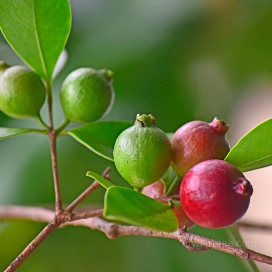 재배되고 있는 구아바 열매와 잎