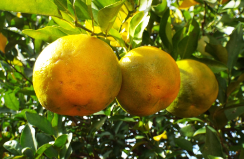 베르가못 효능 부작용