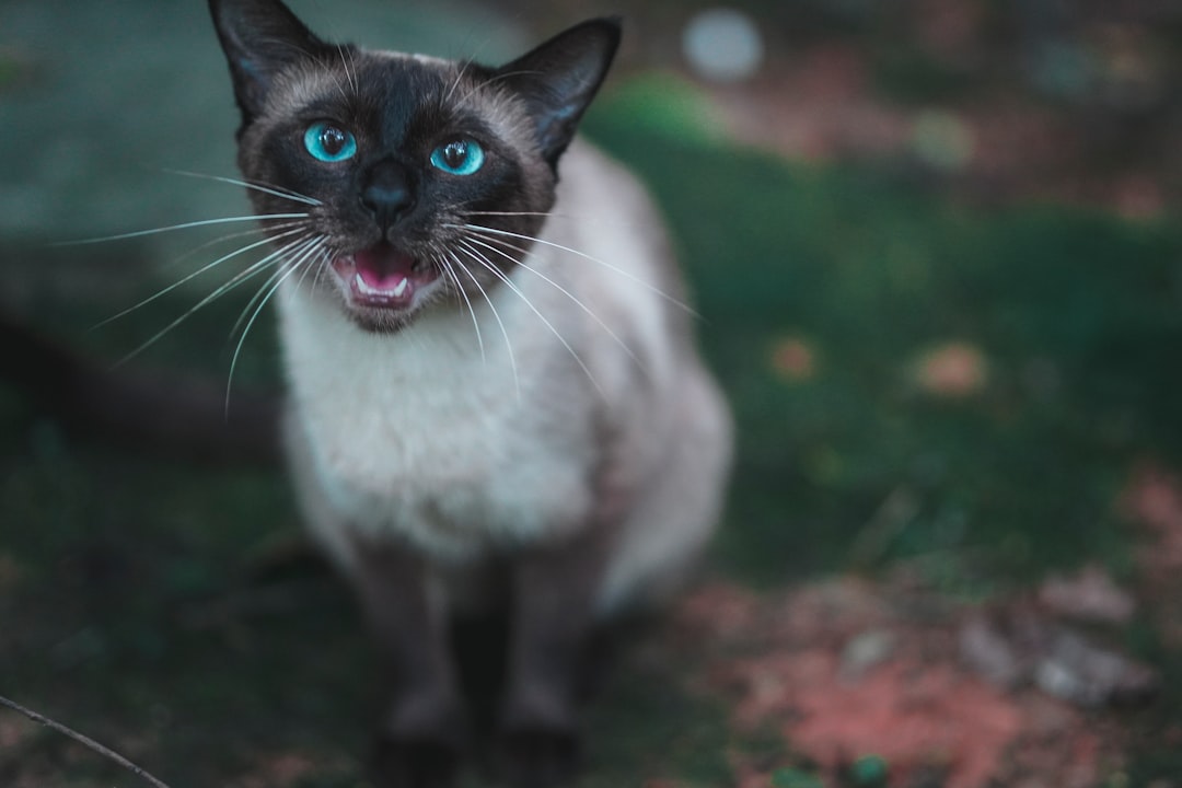 Siamese
