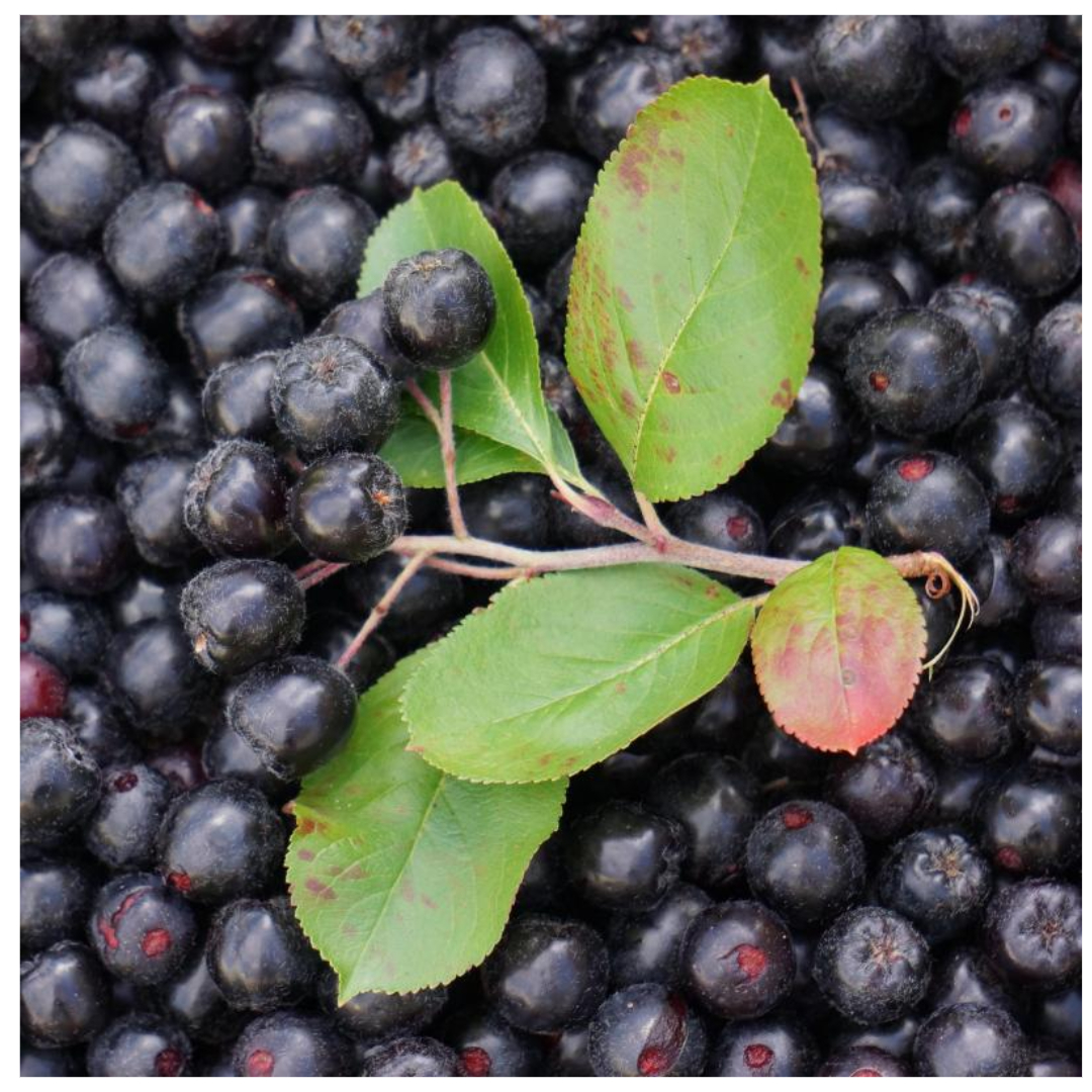 아로니아와 관련된 사진입니다.