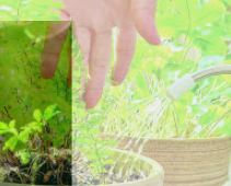 군자란 관리법 알아보기