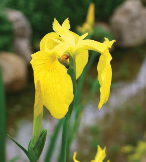 서울창포원 사계축제 꽃 기억해