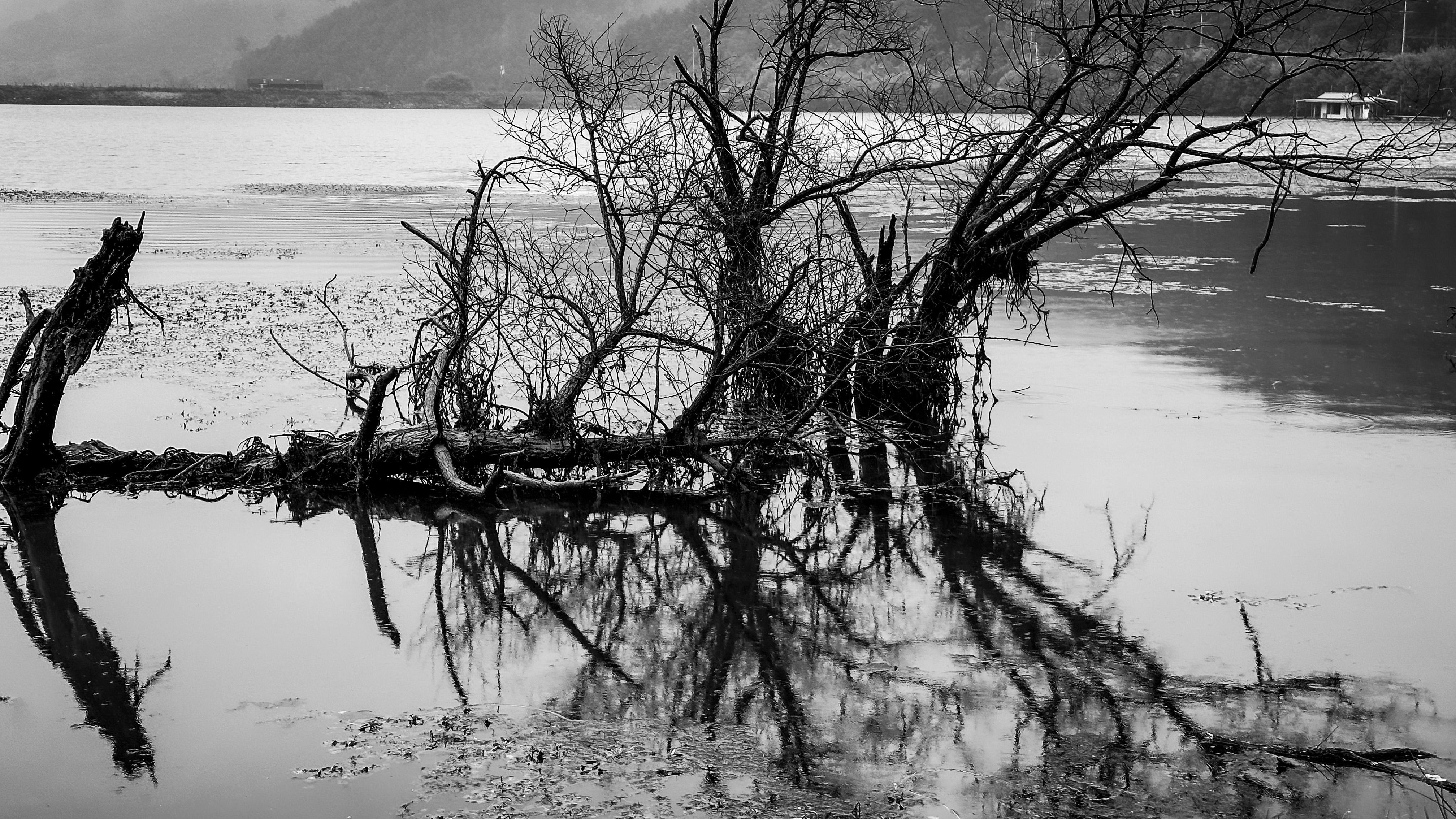 문광저수지 은행 나무길