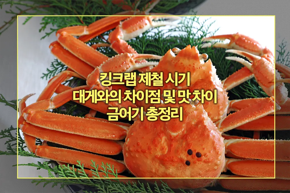 킹크랩 제철 시기 대게 차이점 맛 차이 금어기