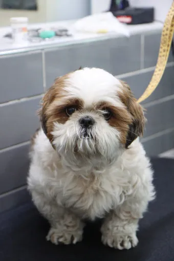 시츄 분양 가격 성격 장단점_10