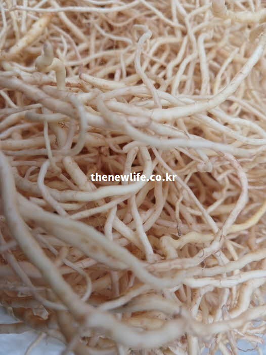 씀바귀 효능 영양 성분 실사진