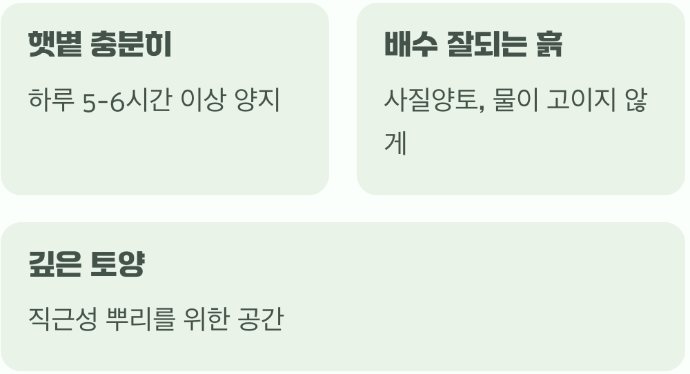 깊은 뿌리를 위한 자리