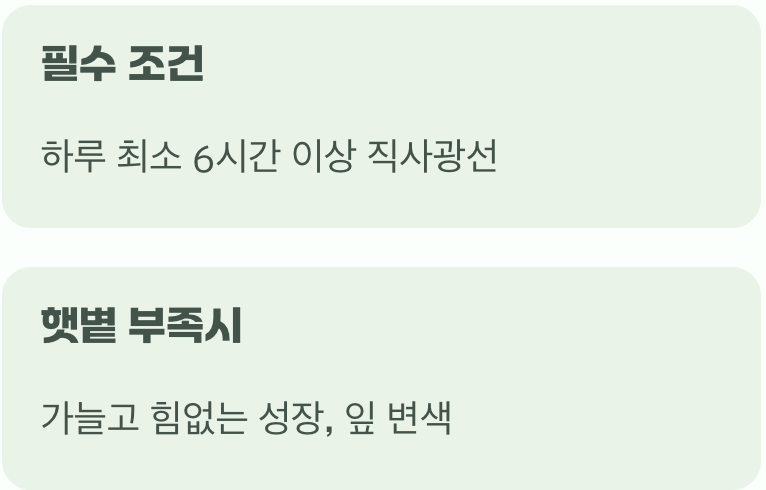 성장의 비밀, '햇볕'이라는 보약