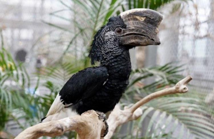 가평 베고니아 새정원