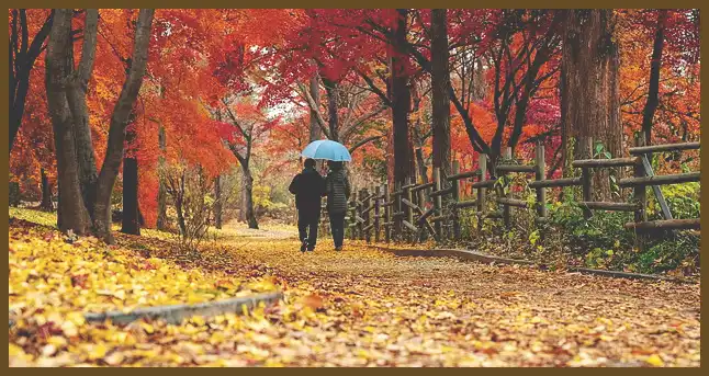 서울 근교 단풍 명소 (지금이 단풍 절정시기)