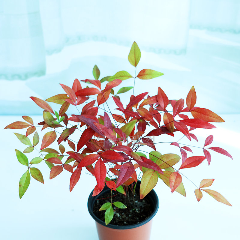 남천나무-키우기