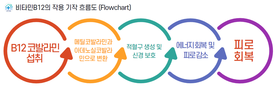 코발라민은 특히 메틸코발라민과 아데노실코발라민 형태로 체내에서 작용하며, 적혈구 생산을 통해 산소를 신체 전반에 공급합니다.