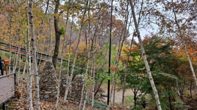 단풍명소_화담숲_자작나무숲