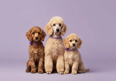 인기 강아지 품종 TOP 10: 특징과 성격