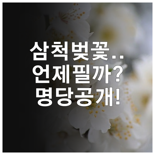 2026 삼척 벚꽃 절정 시기 및 축..