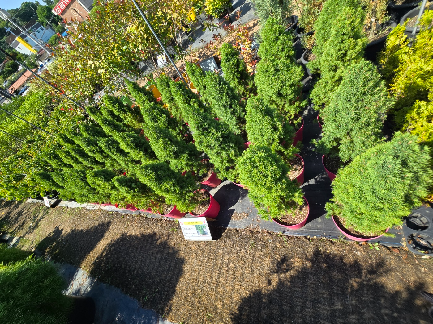 다양한나무들이 소품부터 중품대품까지 다양하게 볼 수 있어요.