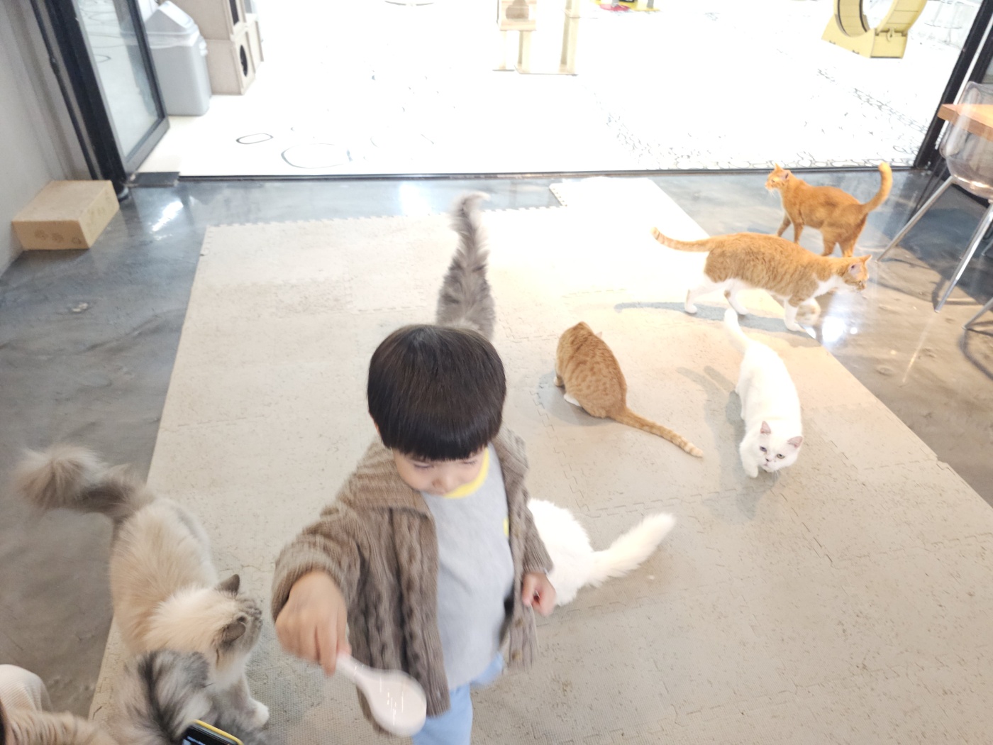 야옹이네 고양이 카페