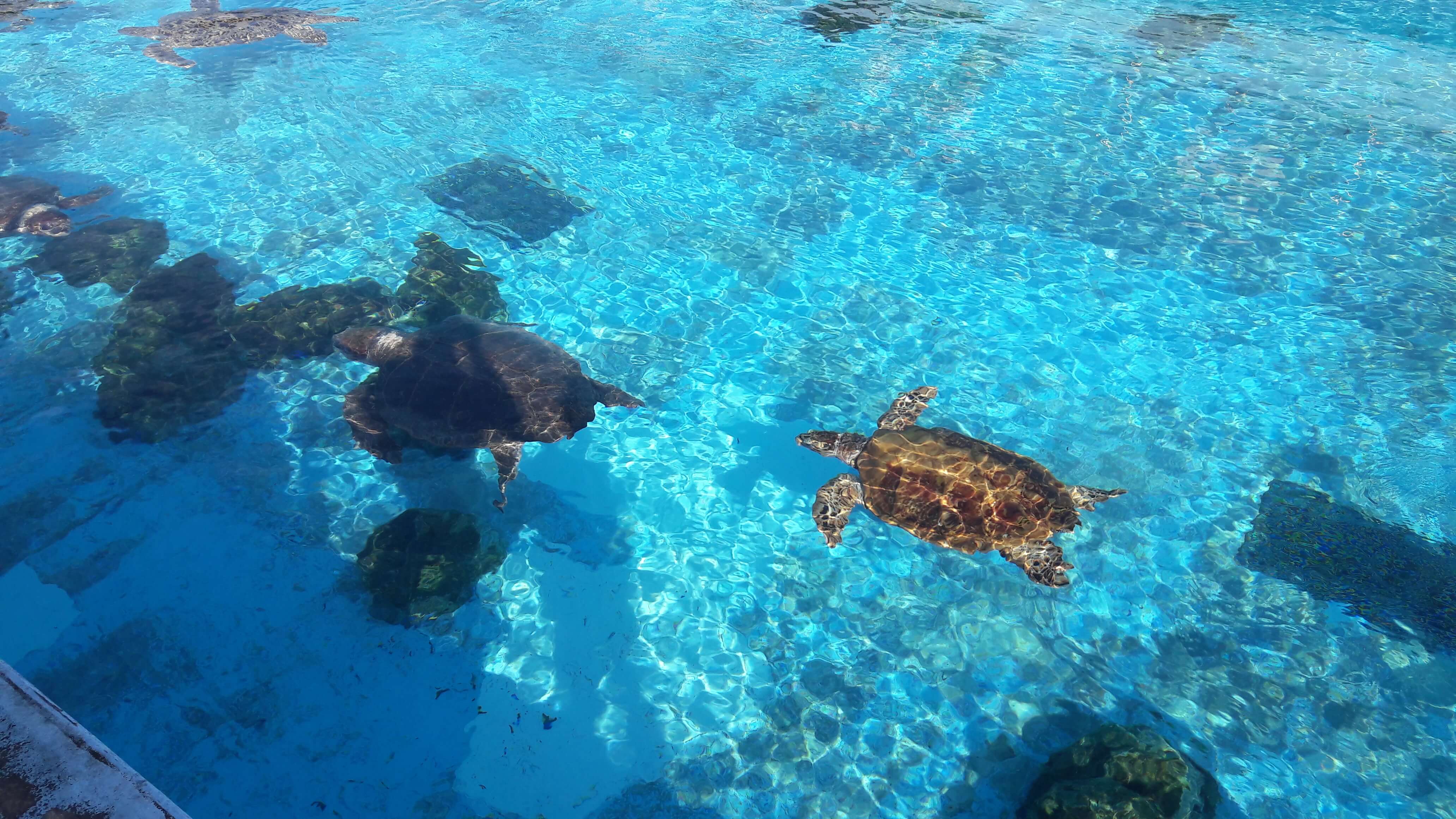 츄라우미 수족관