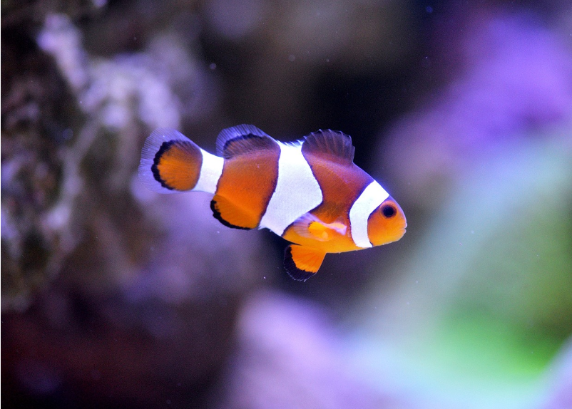 자연과 환경을 주제로 한 애니메이션