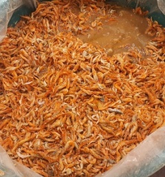강경새우젓
