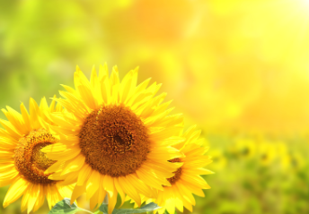 태백 해바라기축제