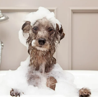 강아지 목욕 물 온도&amp;#44; 화상 위험 없는 황금 온도 측정법