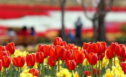 태안 튤립축제 주차장, 포토존, 입장료 안내