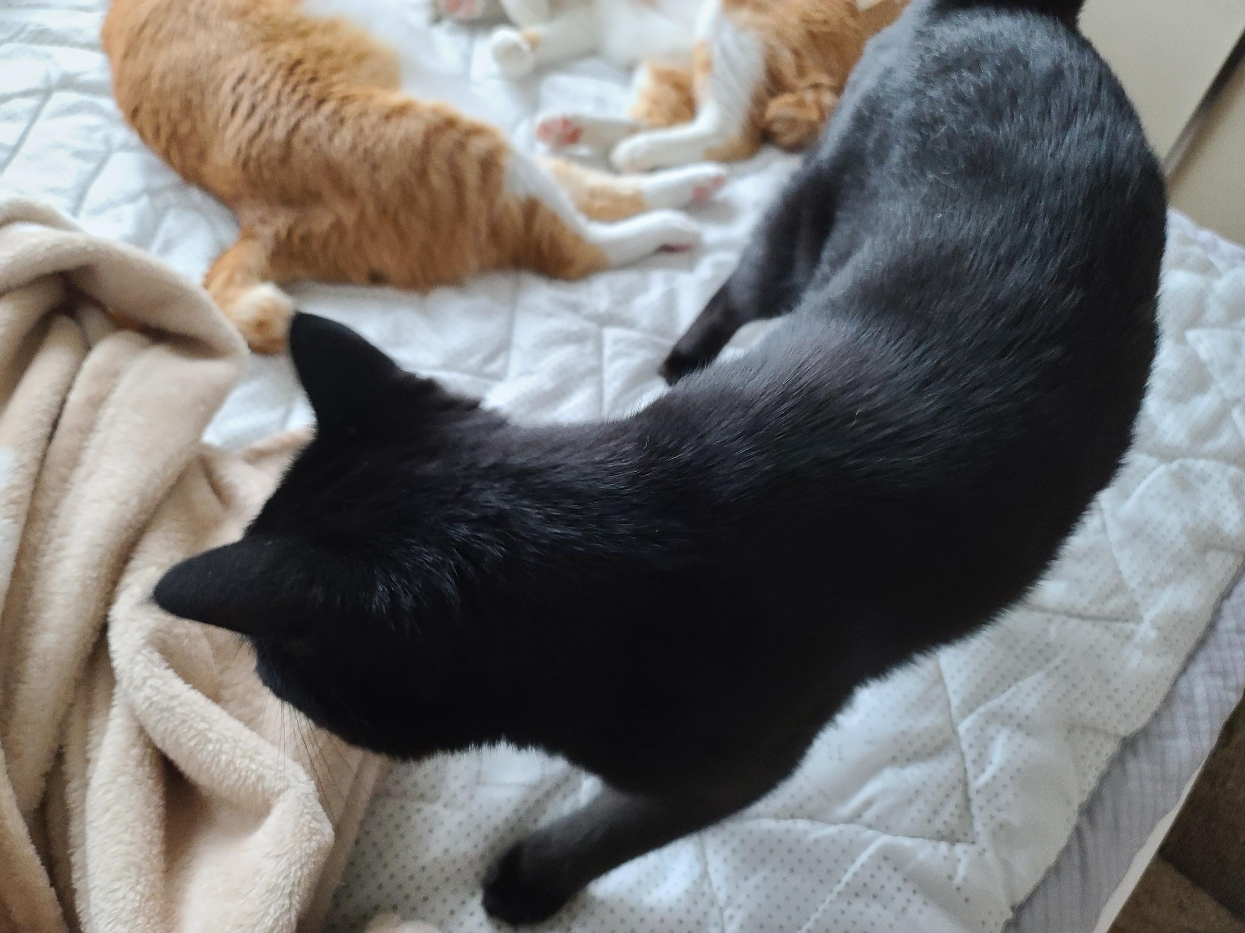 치즈형제의 다정한 낮잠. (feat.아비시니안 루나와 질투대마왕 건이)