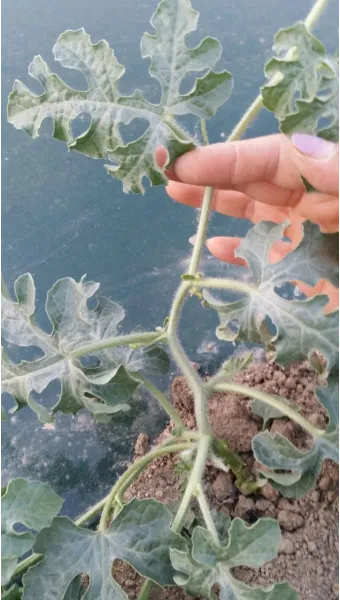 초보 수박 순치기 열매 크게 키우는 방법_21