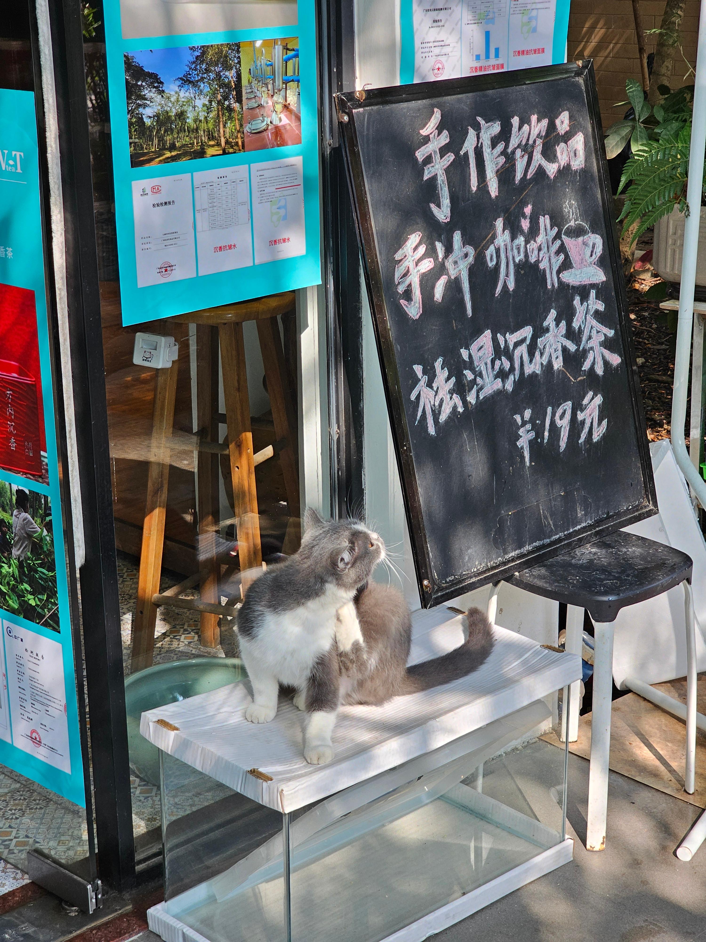 광저우 화남식물원 고양이