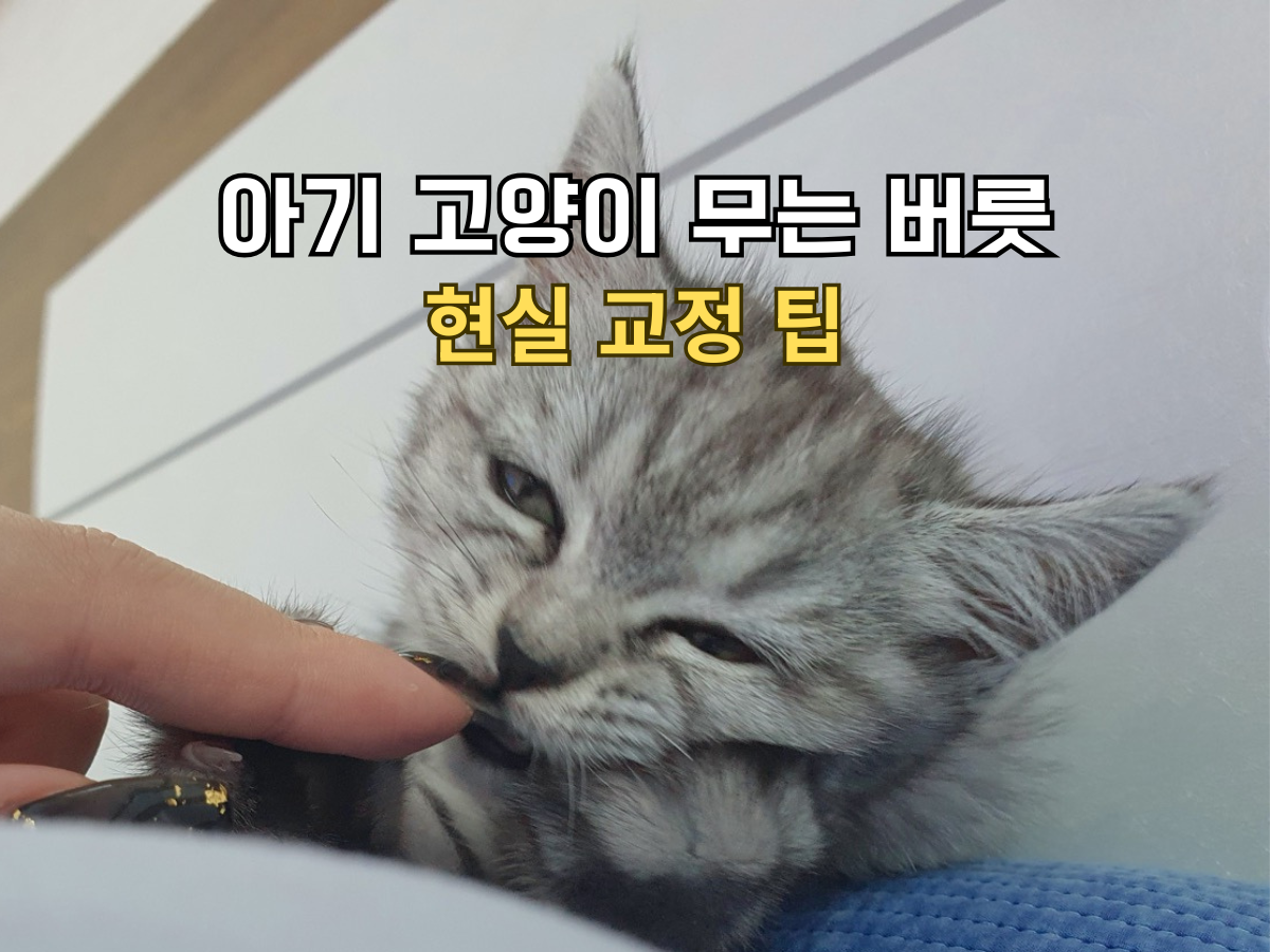 아기 고양이 무는 버릇 교정 방법, 손발 무는 행동 줄이는 현실 팁 썸네일, 아기 고양이가 손가락을 물고 있는 사진