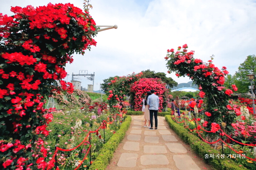 곡성 기차마을 세계 장미 축제