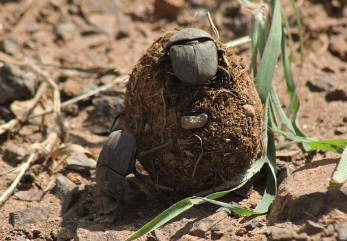 거대한 똥 (아주 큰 대변)을 보는 꿈해몽