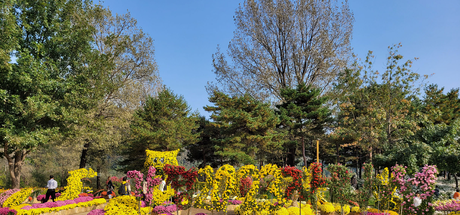 2024 가평 자라섬 꽃 페스타: 북한강 가을 꽃축제, 프로그램, 주차팁