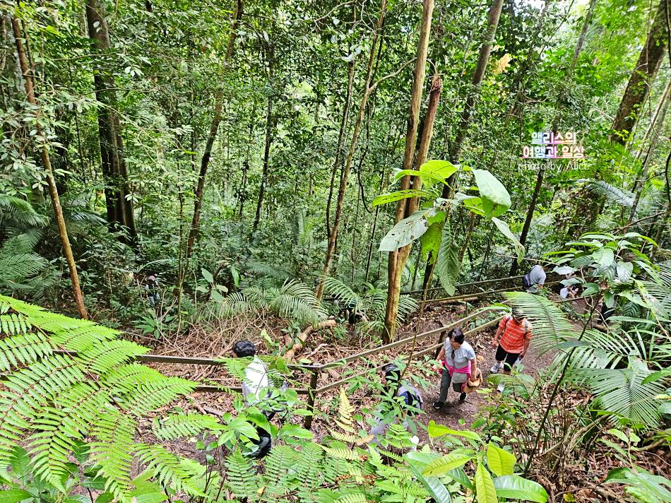 코타키나발루 자유여행 추천 키나발루 국립공원 일일 투어 후기