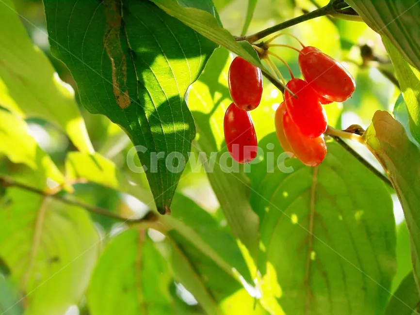 산수유 재배 개화기 관리 결실 유도 열매 건조_4