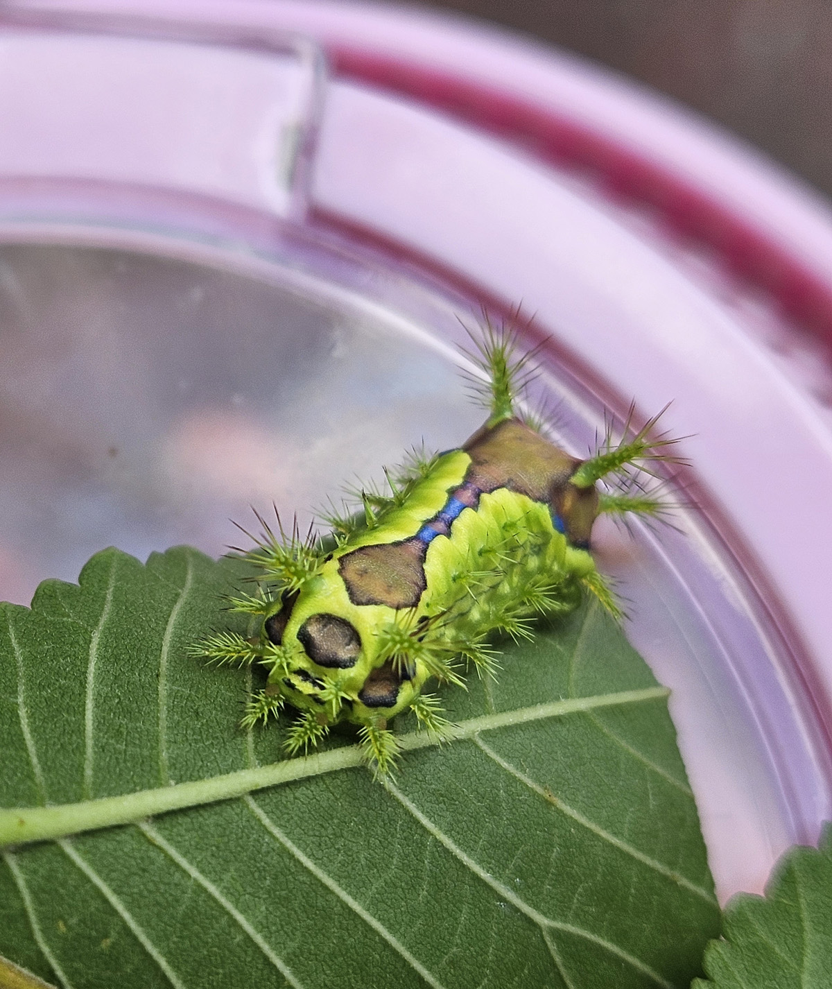 노랑쐐기나방 유충5