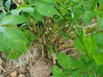 곤약 재배 모판 만들기 습도 관리 알맞은 그늘_8