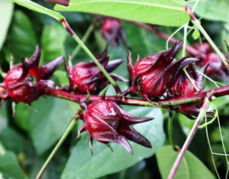 히비스커스 Hibiscus sabdariffa