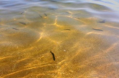 미꾸라지 꿈해몽