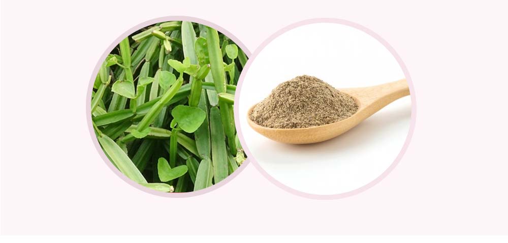 시서스-다이어트-효능