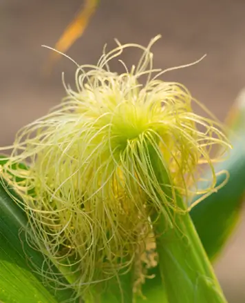 톡소올로지 원료1